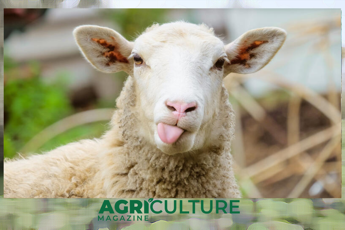 قطاع تربية الأغنام في تونس - Agri Culture Magazine